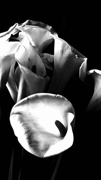 Lilies flowers in black and white.