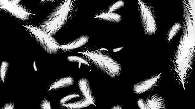 Isolated Gently White Feathers Explosion. Abstract Animation With Black Background. 25fps