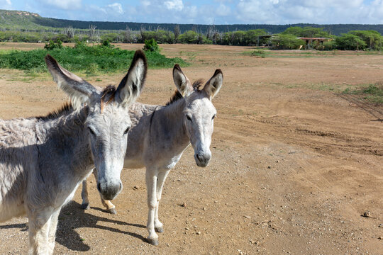 Wilde ezels op het Caribische eiland Bonaire