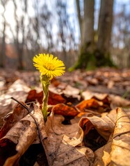 Springs Arrival - A Coltsfoot Flower Emerges in the Forest.