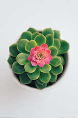Overhead view of a vibrant green and pink succulent plant in a white pot