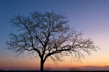 A silhouette of a leafless tree against a gradient sunset sky