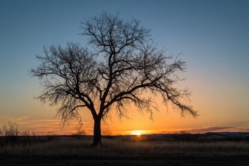 Silhouette of a bare tree against a sunset's vibrant hues, set in a peaceful field