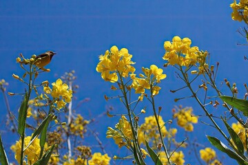 A small bird perched amidst a field of vibrant yellow flowers, set against a cloudless blue sky