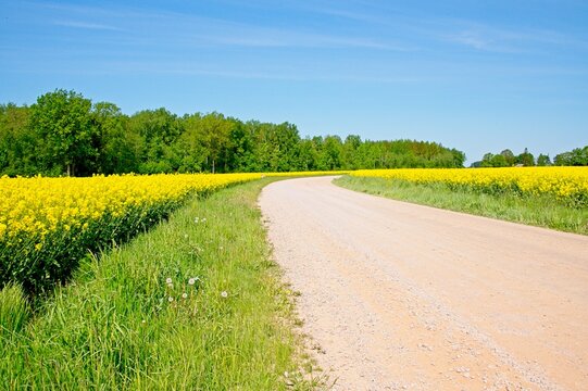 Rapeseed fields Latvia May 2025 by Jon Shore