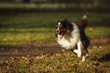 Obraz premium Dog sprinting fast on autumn field