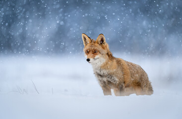 Obraz premium Red fox ( Vulpes vulpes ) in winter scenery
