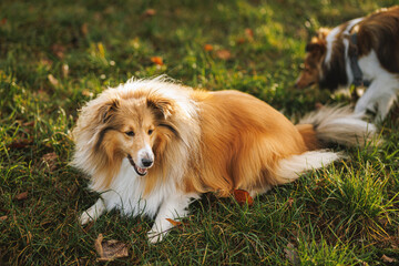 Dog resting on grass with second dog behind