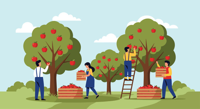 Group of farmers working in an apple orchard during harvest season, picking fresh red apples from trees and collecting them in crates.