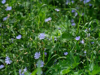Light blue common chicory flowers blooming among green grass and stems in meadow.