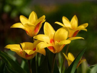Yellow tulips flowering outdoors. Close-up