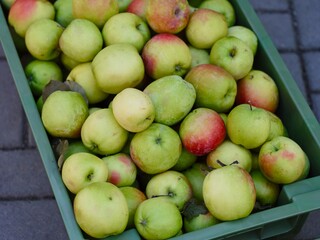 Organic green apples in a plastic crate. Close-up