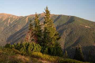 View of sun-kissed alpine trees stand tall against the majestic backdrop of rolling mountains, painting a serene scene, Nizke Tatry, Banskobystricky kraj, Slovakia.