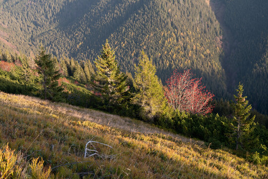 View of golden sunlight kissing the grassy slopes where evergreens stand tall beside a splash of red leaves, a peaceful landscape, Nizke Tatry, Slovakia.