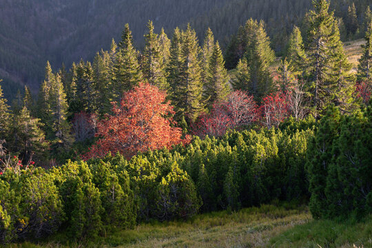 View of sun-kissed evergreens and vibrant deciduous trees intermingle in a tapestry of autumn colors on the slopes of Chabenec, Nizke Tatry, Slovakia.