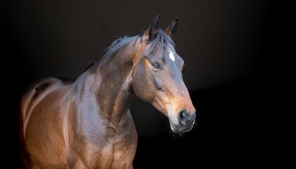 Obraz premium Bay horse looking sideways on plain background.