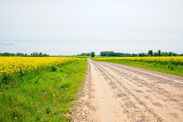 Rapeseed fields Latvia May 2025 by Jon Shore