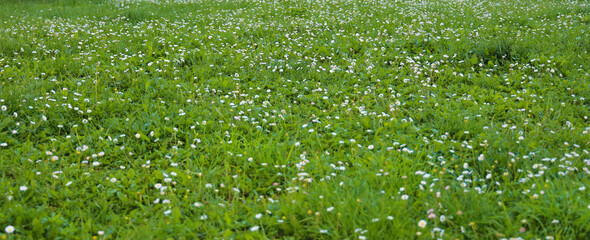 Low angle shot of fresh green grass with small white chamomile   blurred background Springtime Spring Summer season