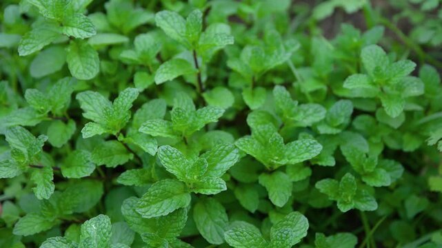 farmer take care of spearmint in herbal garden for using as a herb 