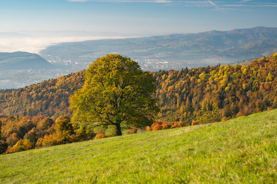 View of a solitary tree with vibrant autumnal leaves stands on a grassy hillside, overlooking a distant town shrouded in mist, Selce, Banska Bystrica Region, Slovakia.