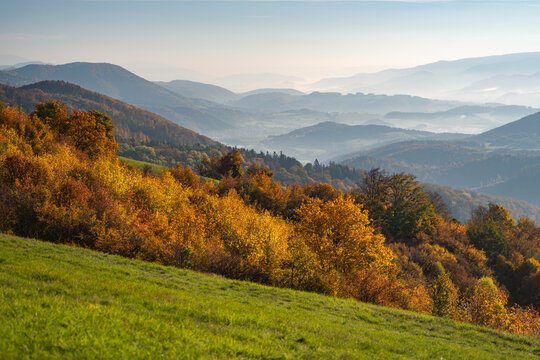 View of golden autumnal trees blaze on a hillside, contrasting with distant, hazy mountain ranges fading into the horizon, Selce, Banska Bystrica Region, Slovakia.