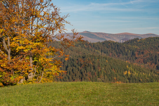 View of golden autumn colors paint the leaves of a tree overlooking the rolling hills and forest under a clear sky, Selce, Banska Bystrica Region, Slovakia.