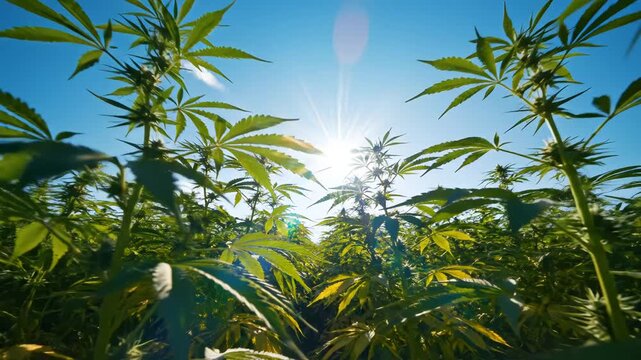 Cannabis plants in a field