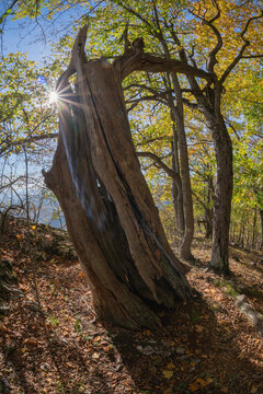 View of sunlight piercing through the skeletal remains of a tree in a forest of vibrant fall colors, casting long shadows on the forest floor, Banska Bystrica, Slovakia.