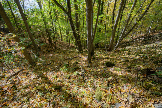 View of sunlight dappling through the trees, illuminating a forest floor strewn with golden leaves in Baranovo, Banska Bystrica, Slovakia.