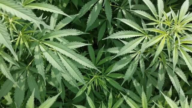 Cannabis plants in a field