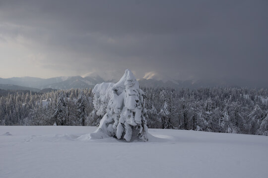 View of a snow-laden tree standing solitary in a stark white landscape, as dark clouds loom over distant, forested mountains, Nizke Tatry, Banska Bystrica Region, Slovakia.