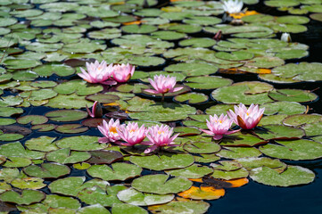 View of a pond with blooming pink water lilies (Nymphaea) reflecting in calm water, capturing the serene beauty and delicate colors of the natural aquatic scene.