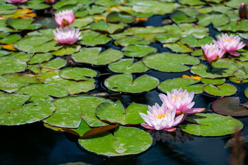 View of a pond with blooming pink water lilies (Nymphaea) reflecting in calm water, capturing the serene beauty and delicate colors of the natural aquatic scene.