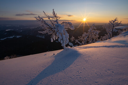View of the snow-laden landscape bathed in the warm glow of the sunrise, where icy branches cast long shadows on the pristine snow, Nizke Tatry, Banska Bystrica region, Slovakia.
