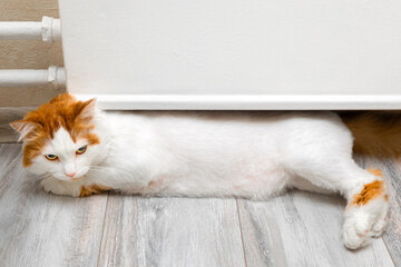 A domestic cat warms itself by lying near a heating radiator. a cat under a home heating radiator. the cat is frozen. heating season. 