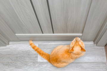 The cat asks to open the door to the room. the cat wants to open the door. the cat is sitting in front of a closed door