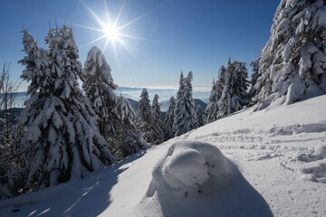 View of sunlit snow blankets the landscape, draping the coniferous trees in white, with the distant mountains fading into the blue sky, Nizke Tatry, Slovakia.
