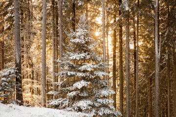 Sapin couvert de neige en premier plan au centre de l'image, forêt en arrière-plan, soleil en contre-jour, rayons filtrés par les arbres, ambiance féerique et magie d'hiver