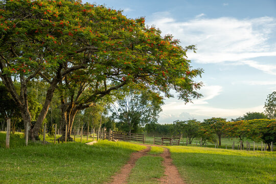 country road in the countryside with Flamboyants and blue sky