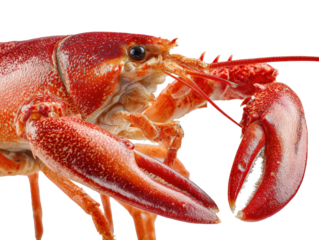 Red Lobster Close-up 