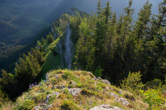 View of a rugged, grassy mountain ridge fading into soft shadows and vibrant sunlight, the landscape dotted with lush trees, Nizke Tatry, Zilina Region, Slovakia.