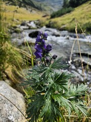 flowers in the forest