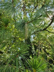 Obraz premium tree in the garden