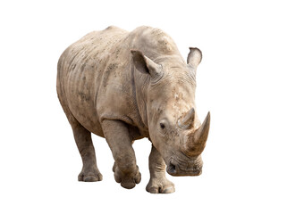 Obraz premium A majestic rhinoceros in a forward motion, showcasing its powerful form and distinct horn.