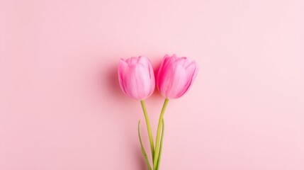 Two pink tulips stand side by side on a pink surface. The flowers have green stems and softly curved petals.