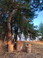 Fototapeta premium Wooden stump seats in pine forest picnic area