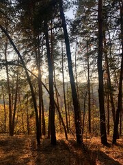 Fototapeta premium Sunlight shining through pine trees in autumn forest