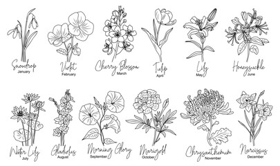 Obraz na płótnie Canvas Black and white line art drawings of birth month flowers, clean stems and leaves, with flower names in script font. Vector illustrations isolated on transparent background
