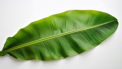Tropical Banana Leaf Isolated On White Background