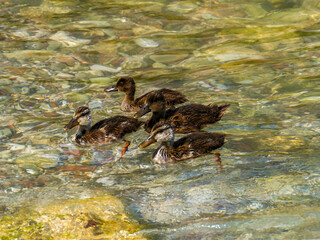 Four young stock ducks (Anas platyrhychos) on an outing on Lake Garda. Also beautiful as a background. Taken in Limone.
